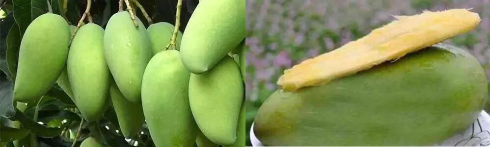 芒果树最甜的品种,芒果树哪种品种好吃