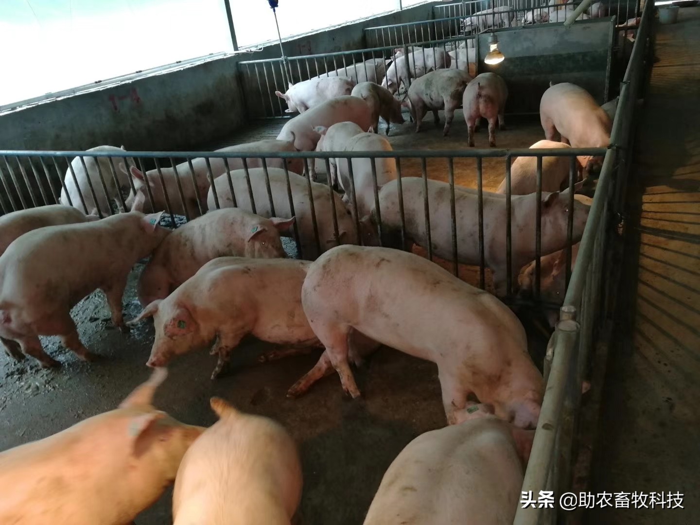 预防呼吸道感染的益生菌,益生菌抗新冠病毒的原理