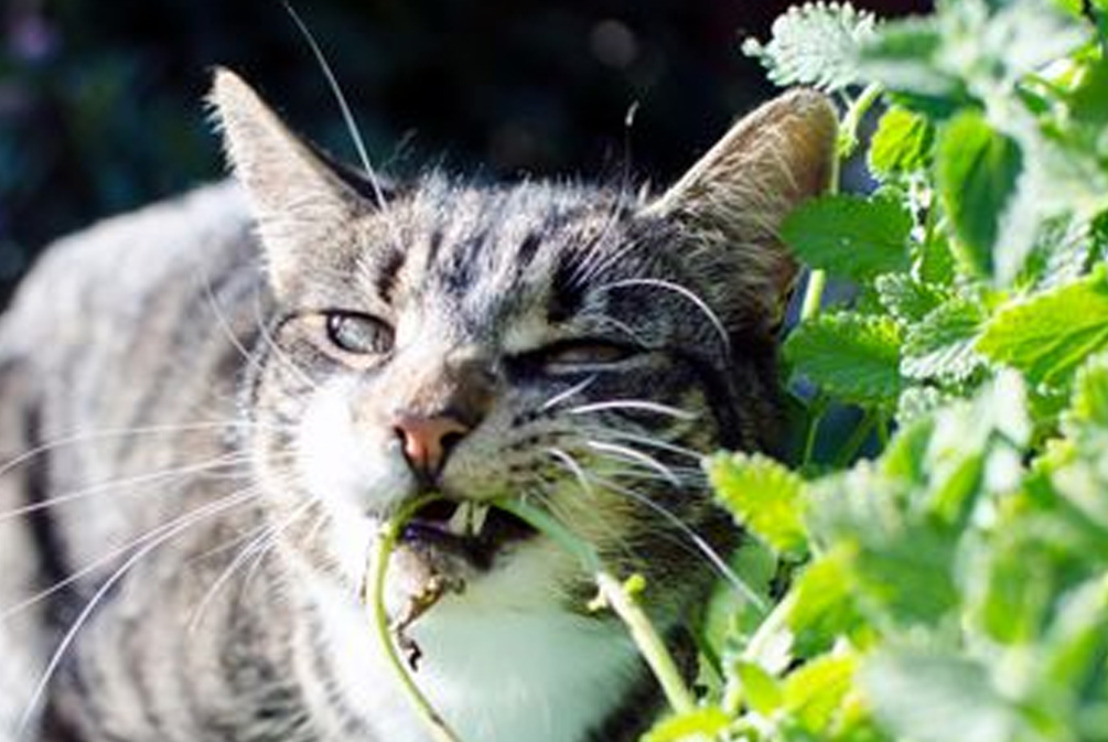 猫吃了猫薄荷像吸毒,猫吃了猫薄荷是不是像吃了菌子
