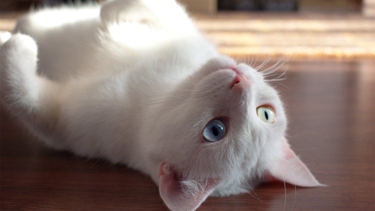 当猫咪看着你的时候在想什么,当猫咪出现这6种表现