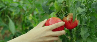 吃糖的人长得胖吗,吃糖让人越来越丑