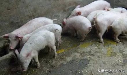 这5个因素常常引起猪腹泻,这样预防和治疗,效果很明!