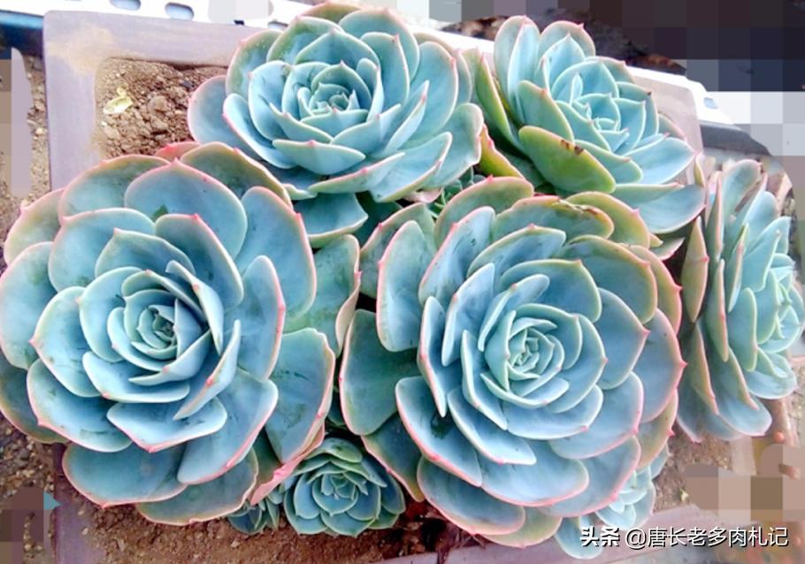 多肉玉蝶底部出现黄叶是怎么回事,多肉玉蝶可以在太阳底下暴晒吗