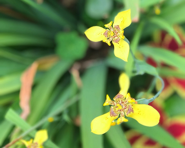 春天开放的十种花介绍,冬季里开花的15种花卉