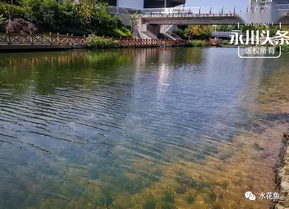 食藻虫怎么消灭,怎么培育食藻虫