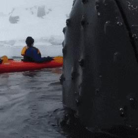 搞笑gif看到你这样我就放心了,搞笑gif这就是立了功走路的样子