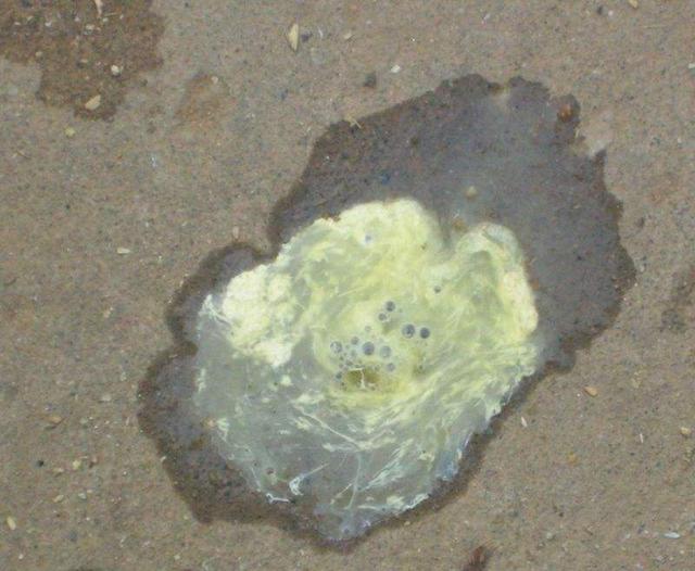 禽流感发病原因及预防措施,养禽如何预防禽流感