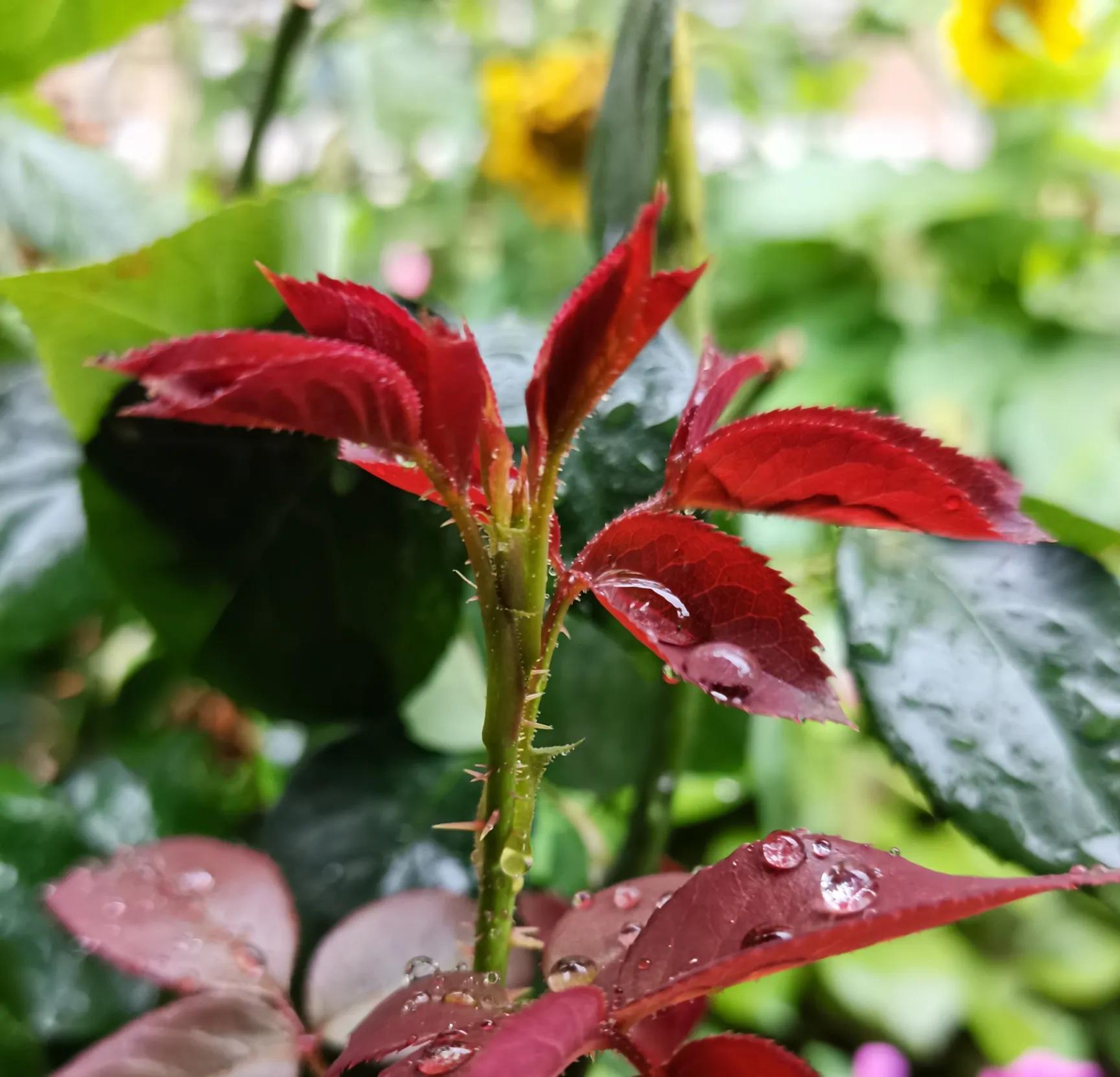 中国诗歌周刊第185期,中国诗歌报