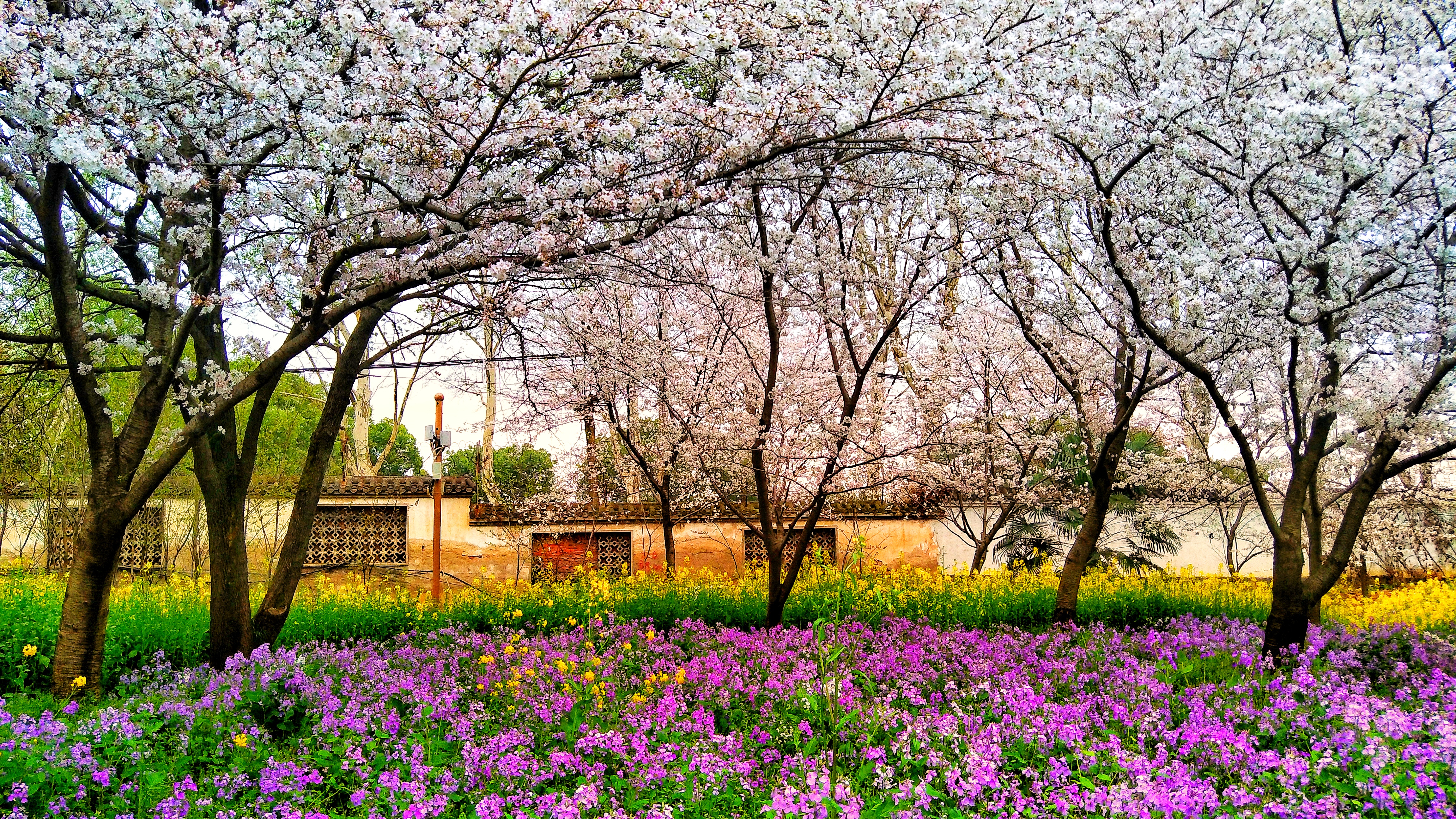 武汉赏樱之旅,武汉东湖樱园赏樱