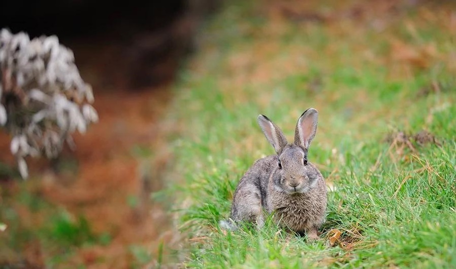 100万澳元墨尔本买农场能买多少亩,500万买新西兰农场