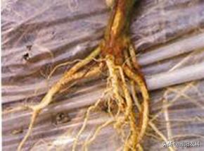 西瓜根腐病怎么办,西瓜根腐病什么样