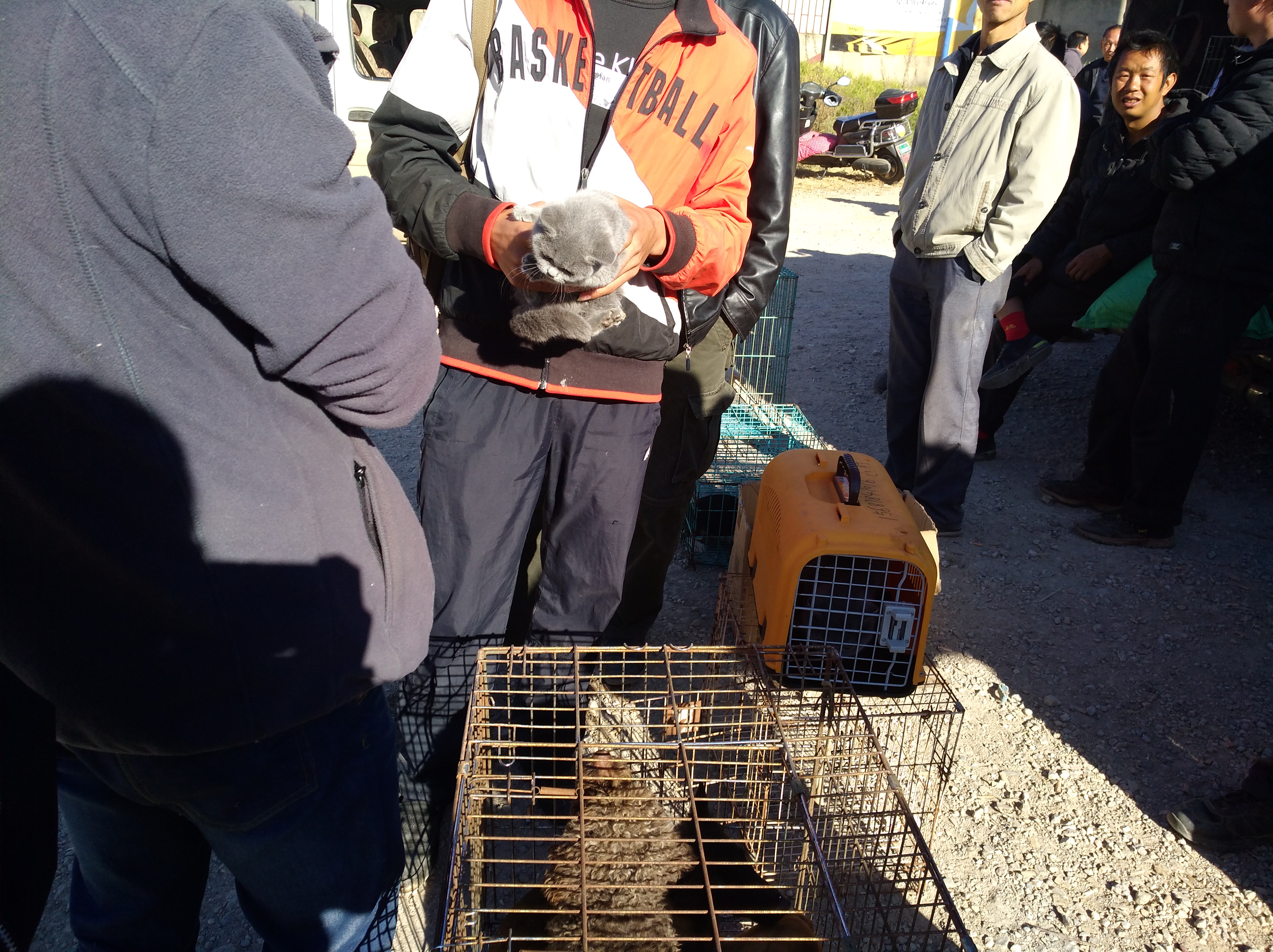 买家对卖家东西感兴趣的对话,如何便宜购买英短