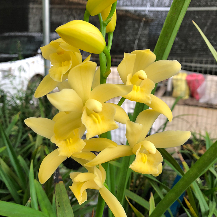 什么兰既好养开花又香,夏日养鲜花技巧