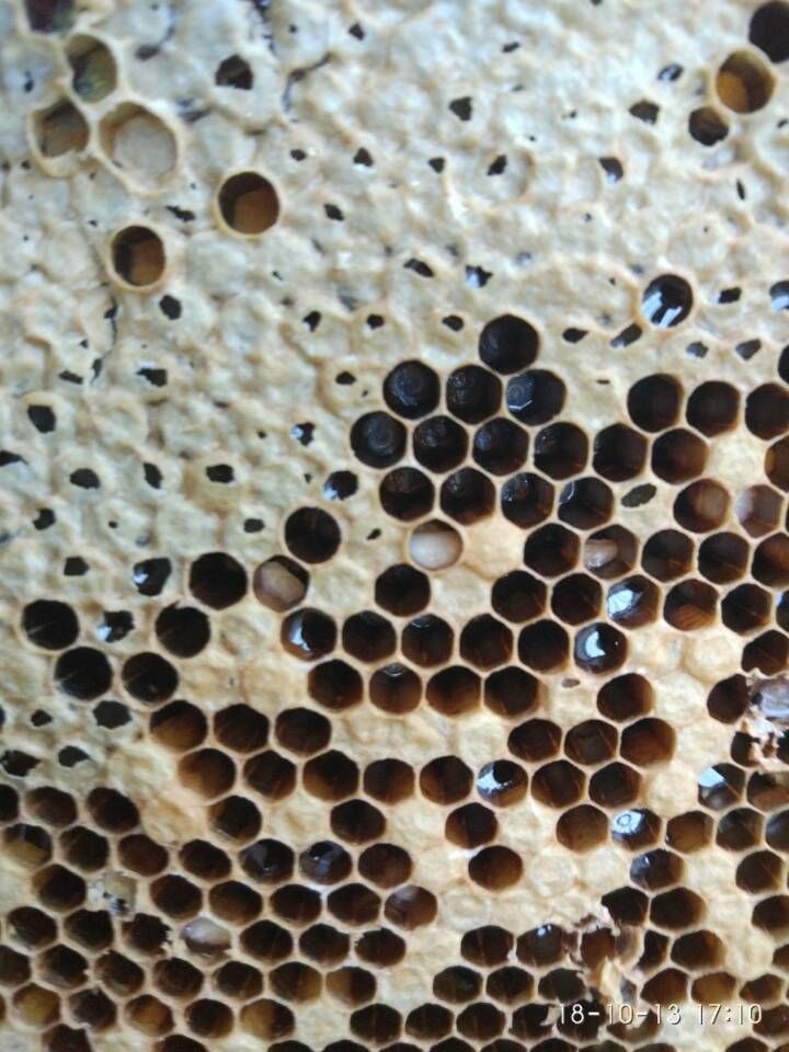 欧幼病、应急烂子、除草剂中毒、大幼虫不封盖病鉴别