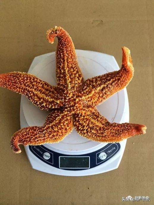 世界公认十大海鲜,全球顶级海鲜食材大赏