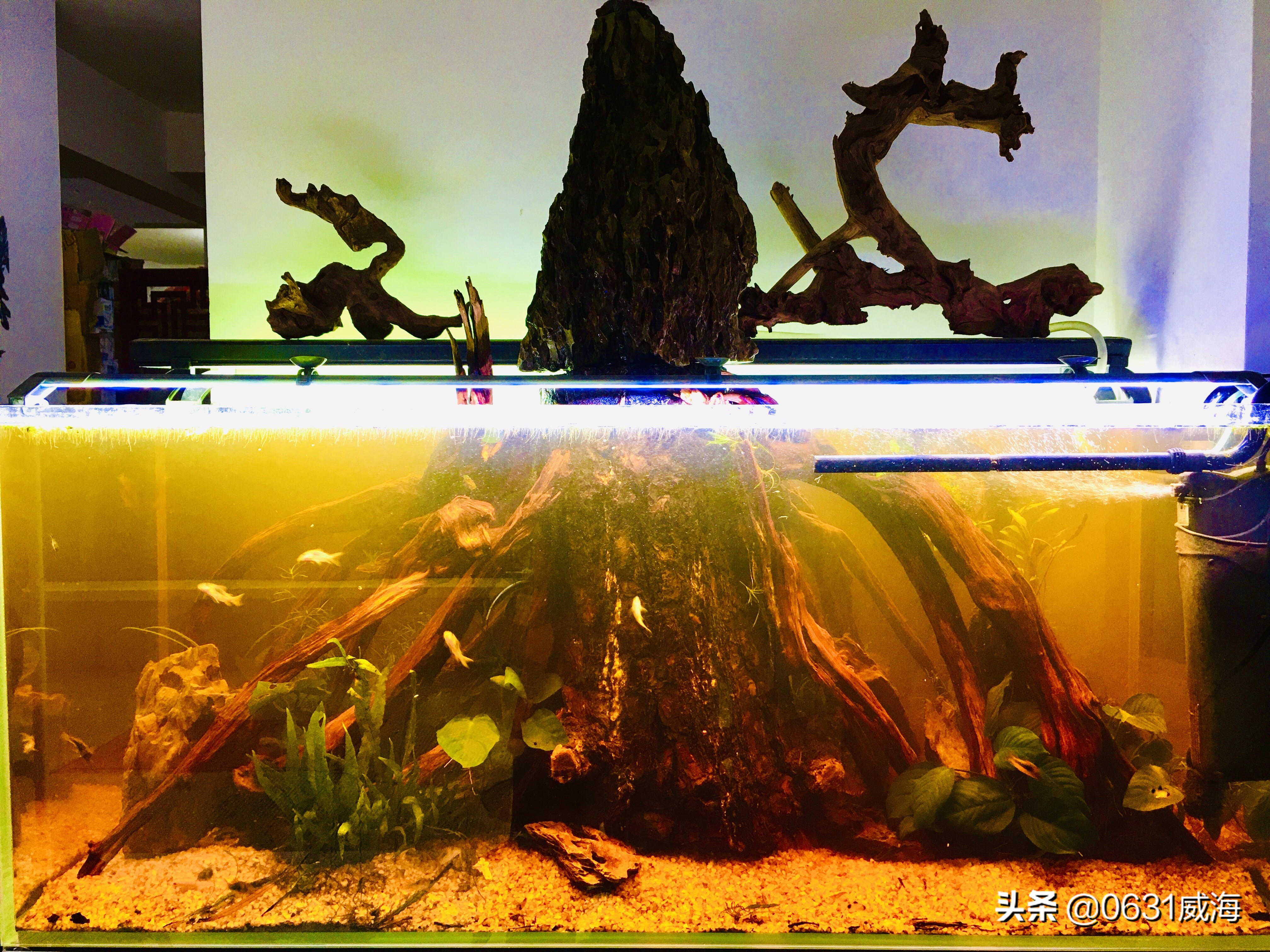 水草缸鱼缸黄水的形成及处理办法，了解一点点，养鱼养草更轻松