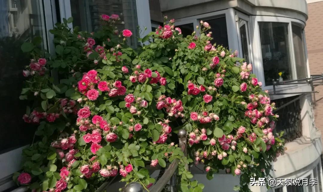 阳台还可以种植什么花种,阳台上也可以种出好看的花