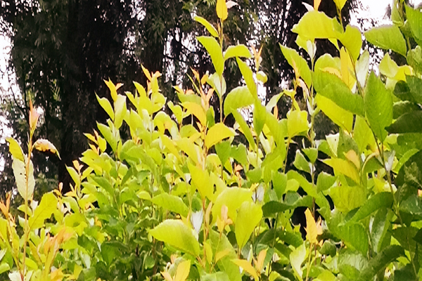 樱桃树枝叶发黄是什么原因,樱桃叶子缺铁