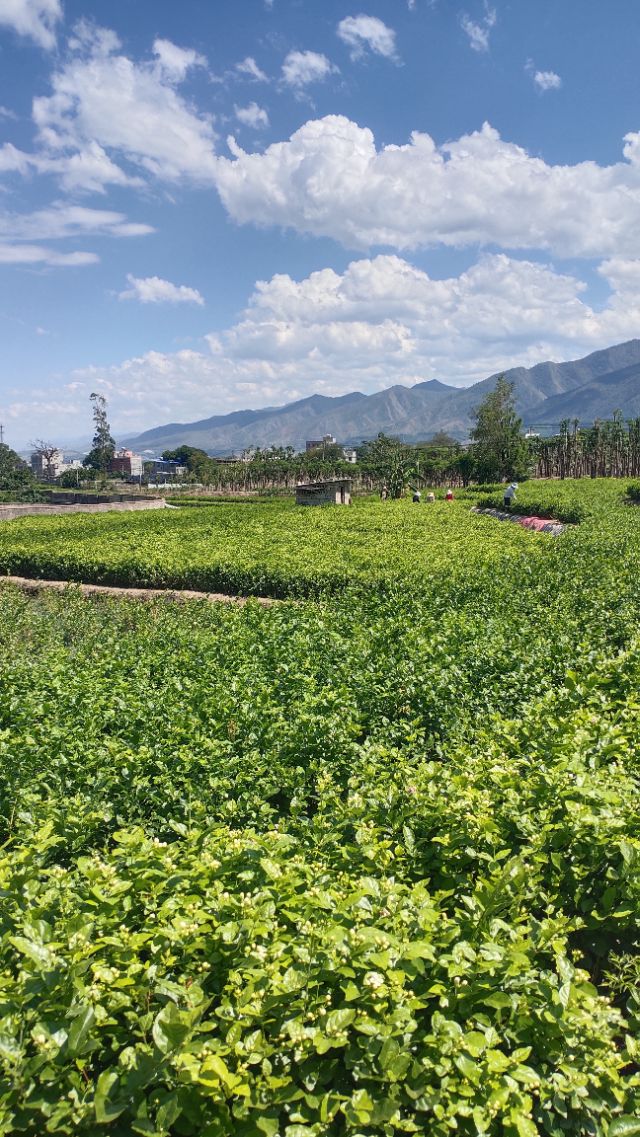 福州茉莉花基地,茉莉花盆栽基地直销