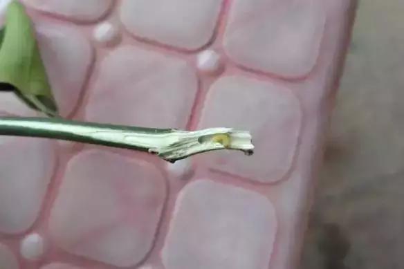 柑橘爆皮虫应该如何防治,柑橘爆皮虫的防治最佳时期