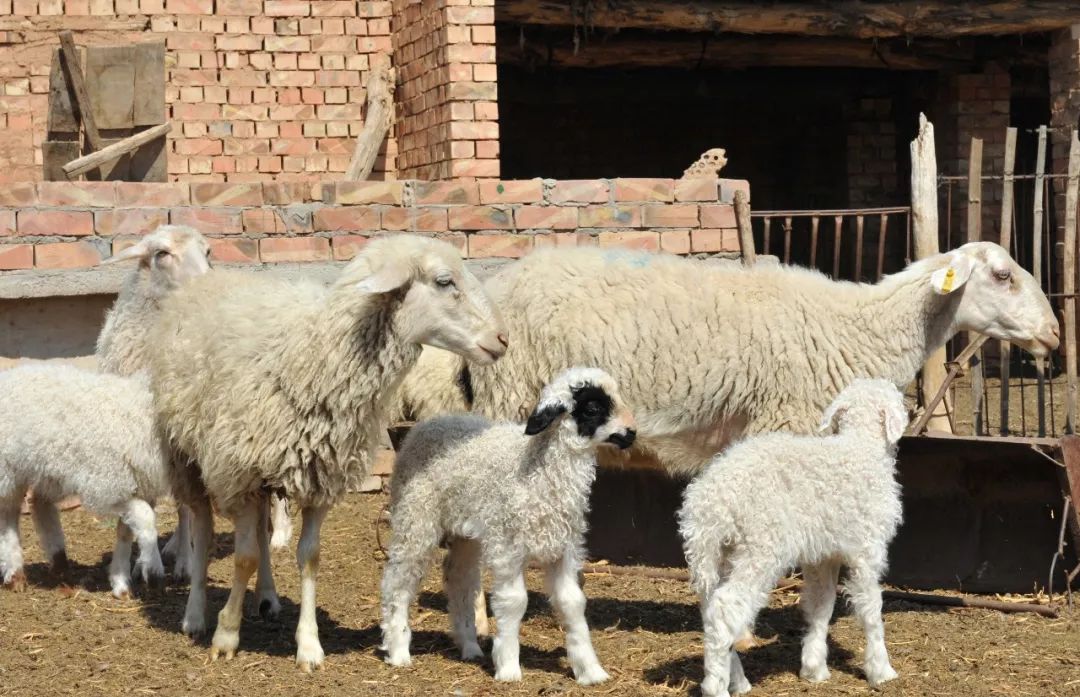 内蒙羊肉与盐池滩羊肉,新疆羊肉和盐池滩羊肉