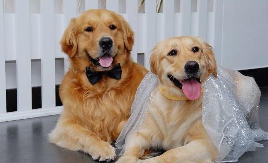 狗狗怀孕50天最明显的征兆有哪些,家里狗狗意外怀孕