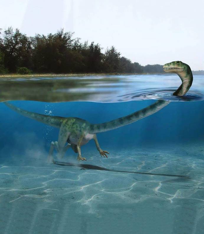 长颈龙为什么脖子那么长,长颈龙的演化过程