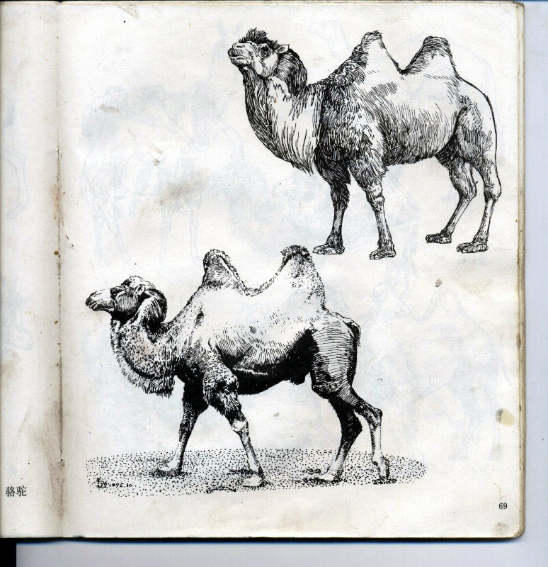 一百幅动物素描,近百幅动物画