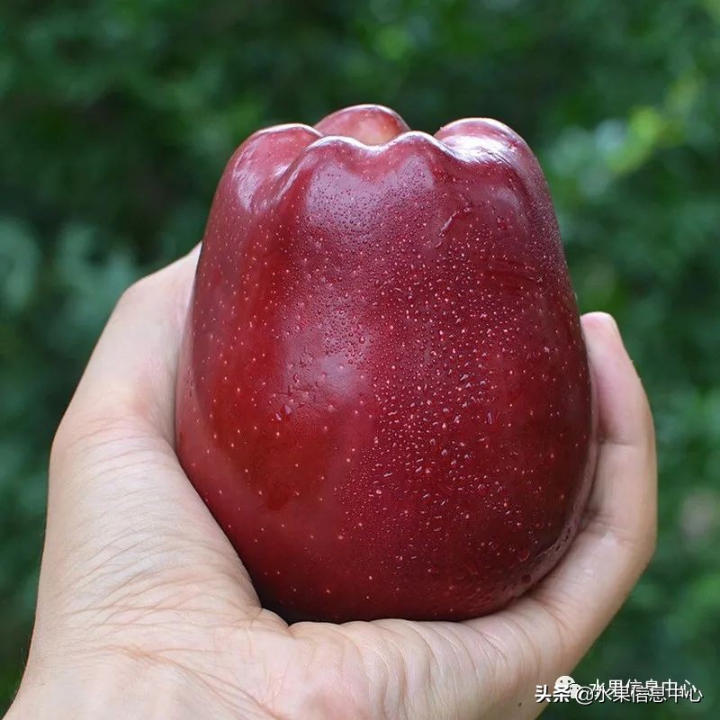 目前最有发展前途的早熟苹果品种,现在最好的富士苹果是什么品种