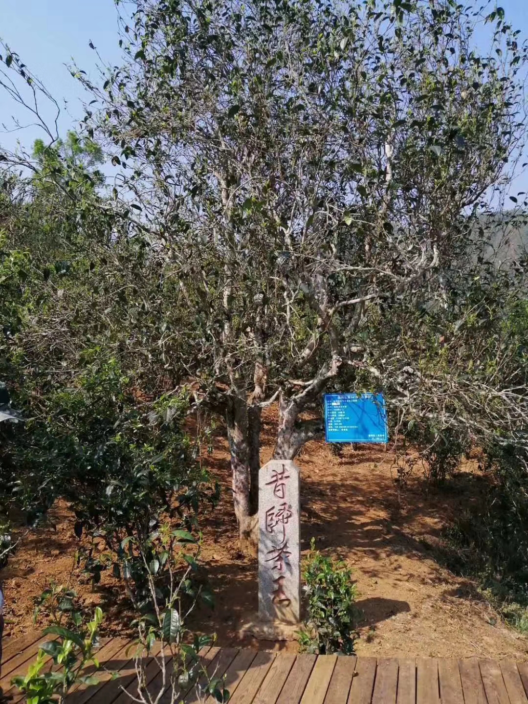 正宗昔归古树茶多少钱一斤,2024年昔归古树茶品鉴