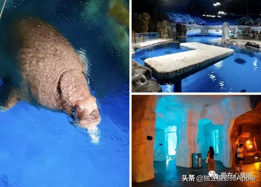 香港海洋公园自由行游玩攻略,香港旅游攻略香港海洋公园