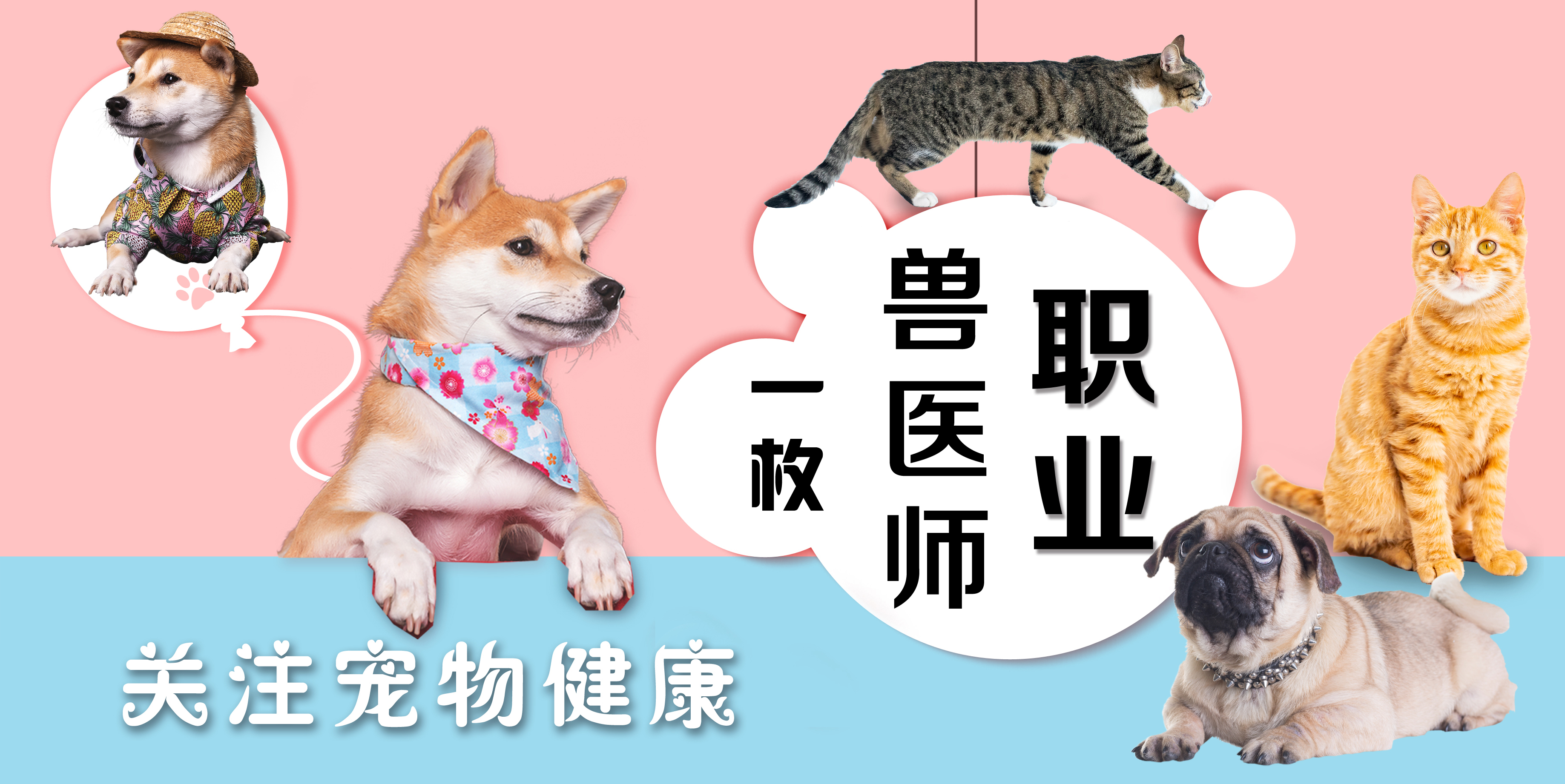 小猫身上有猫癣吃什么药可以预防,猫咪吃维生素b1可以预防猫癣