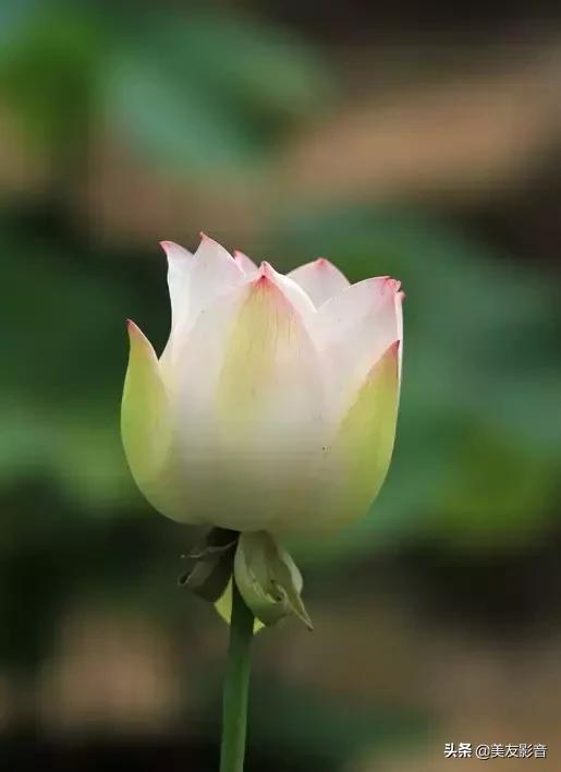 江南可采莲莲叶何田田全诗讲解,有关莲的古诗词大全