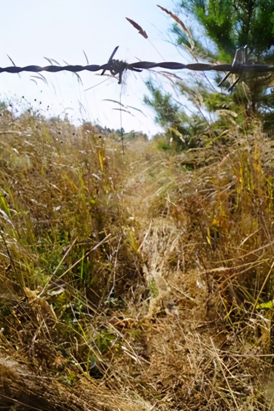 野生老虎为什么会避开人类,野生虎出没是环境变好了还是坏了