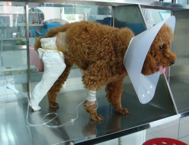 狗狗缺钙有什么办法可以快速补钙,狗狗缺钙补钙针