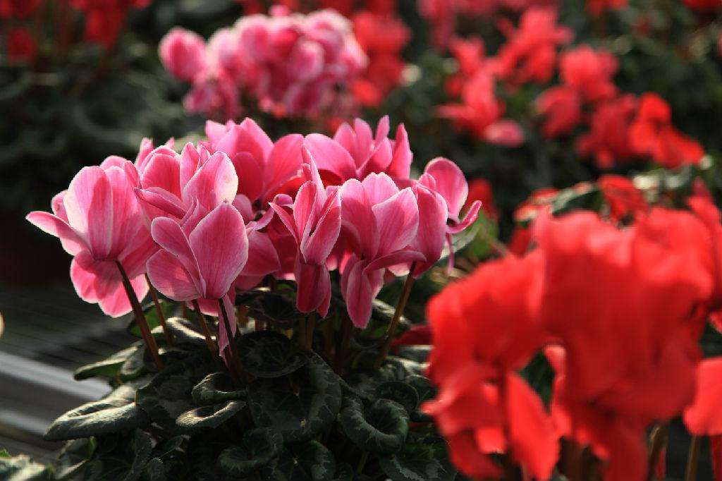 今年有哪些年宵花,春节6种年宵花推荐颜值高寓意好