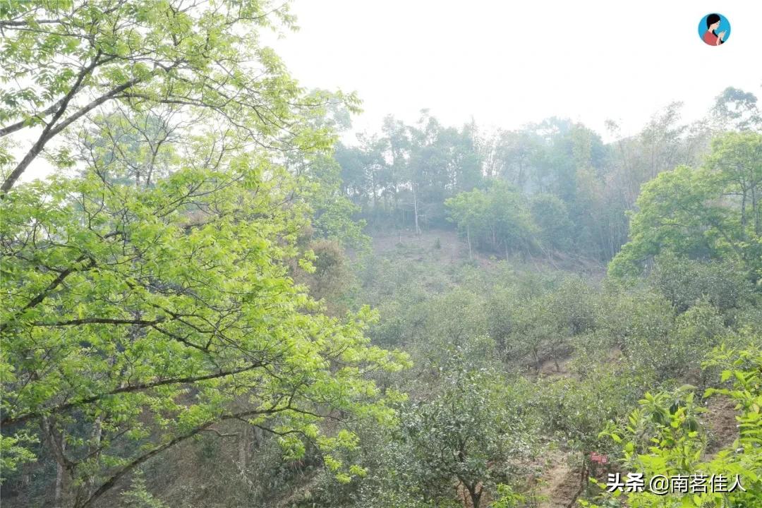 冰岛老寨大秋茶园的茶是真的吗,冰岛五寨之一糯伍什么口感