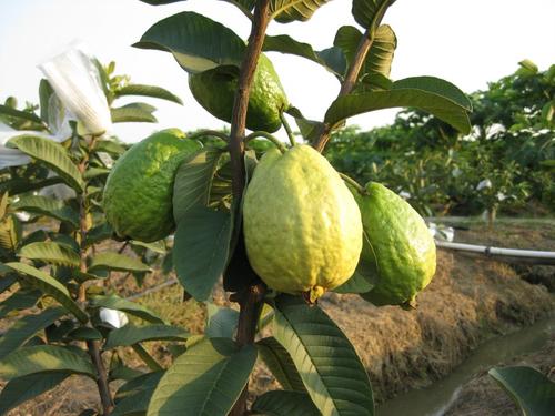 新鲜芭乐吃起来什么口感,软糯香甜的芭乐你吃过吗