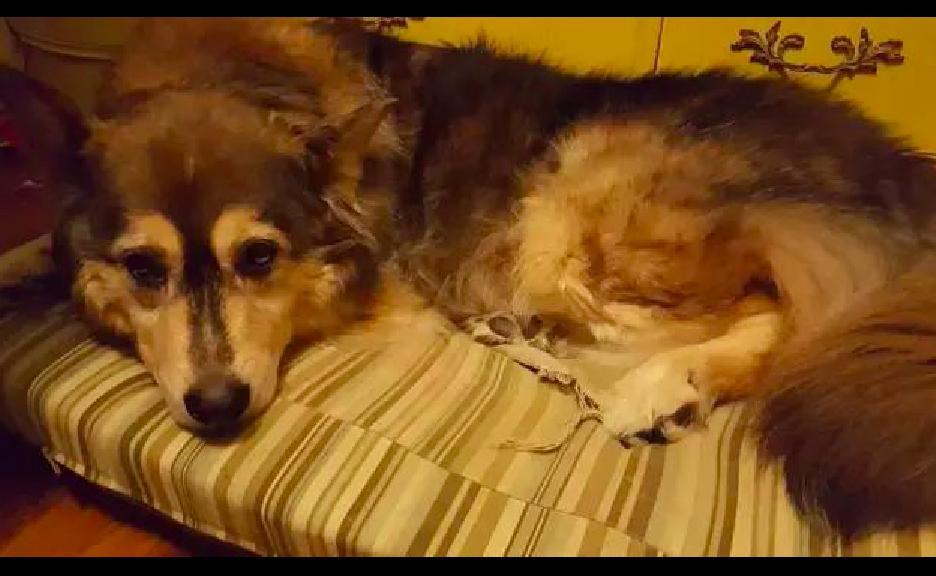 狗狗因肿瘤被无情的抛弃,狗狗恶性肿瘤要安乐死吗