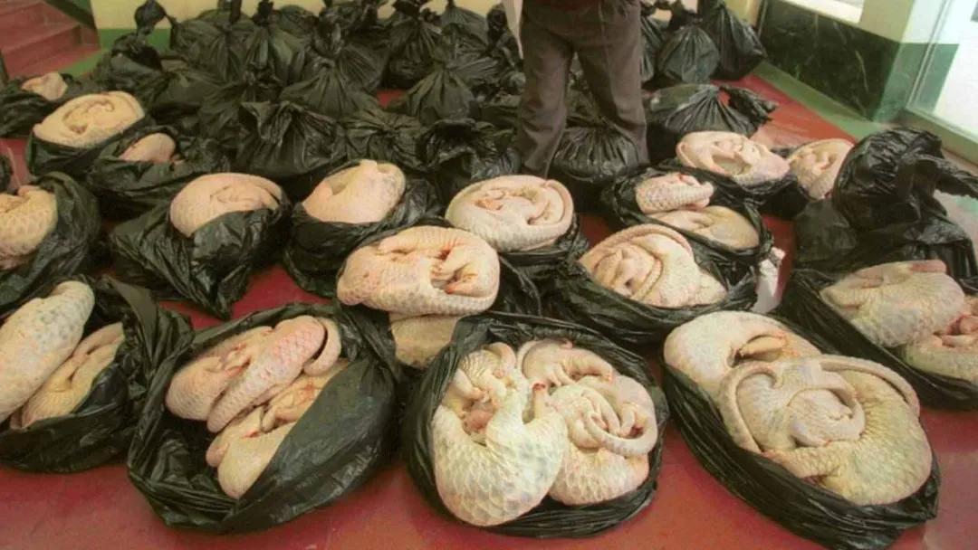 穿山甲除名是真的假的,穿山甲会被除名吗