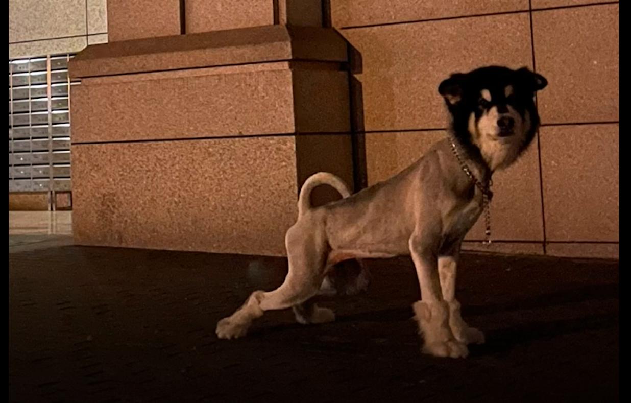 阿拉斯加狗毛剃光几个月长出来,阿拉斯加犬剃毛醒来疯了