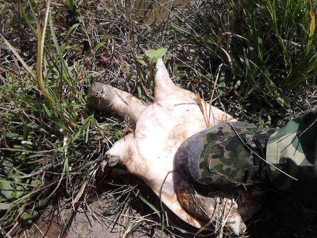 野生甲鱼的生活习性及钓法,20斤的野生甲鱼多少年能长这么大