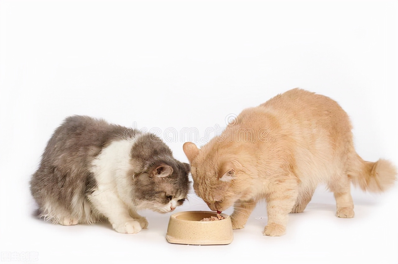 猫的嘴巴肿了怎么办,猫的嘴巴里面烂了怎么办