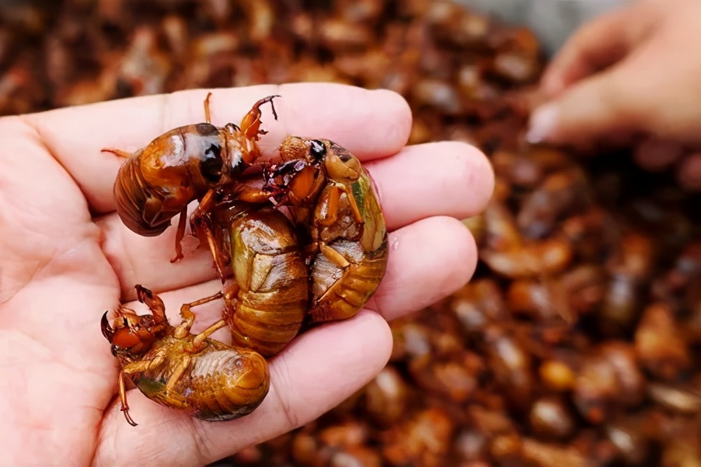 油炸金蝉去头吗,油炸金蝉炸几分钟