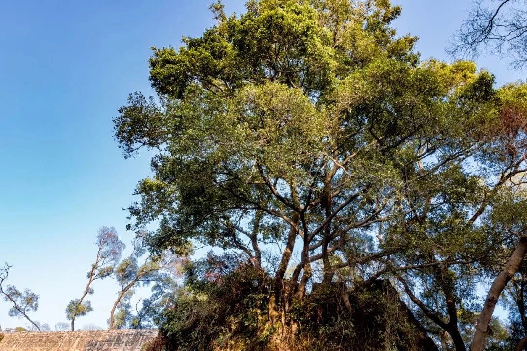 深圳的一处热门古风拍摄地,深圳古风拍照景点推荐