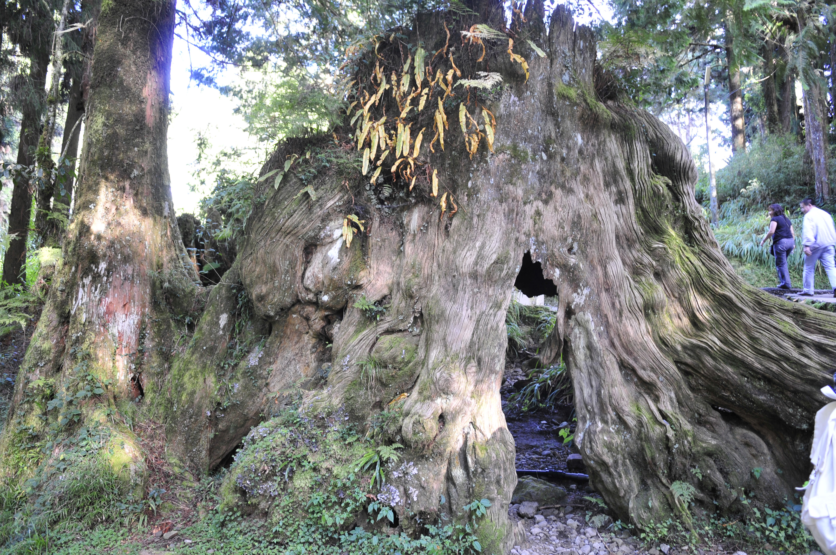 阿里山的故事传说,阿里山讲了一个什么故事