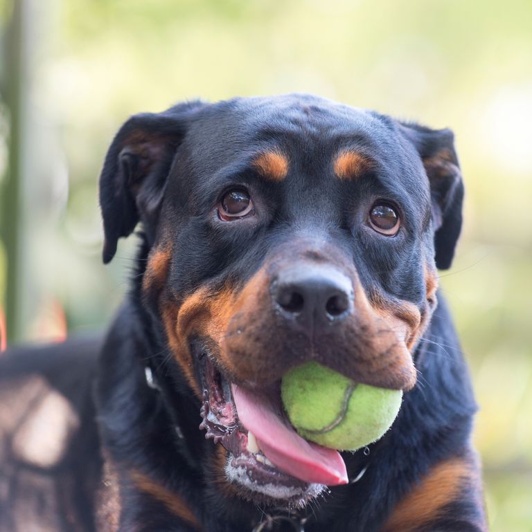 最忠诚的犬种排名拉布拉多,最忠诚的4种狗中华犬种2种上榜