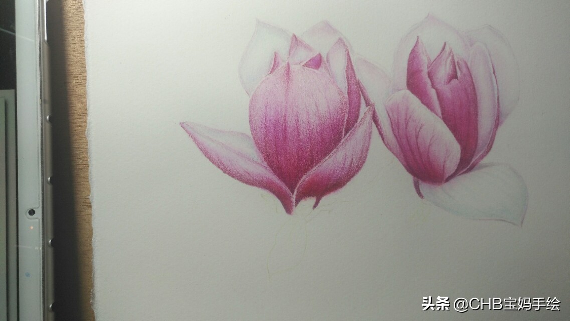 玉兰彩铅画教程图解,零基础彩铅画入门教程桃花