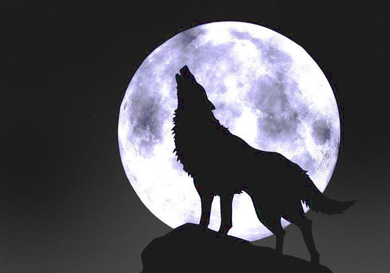 狼食物链顶端,食物链狼的地位