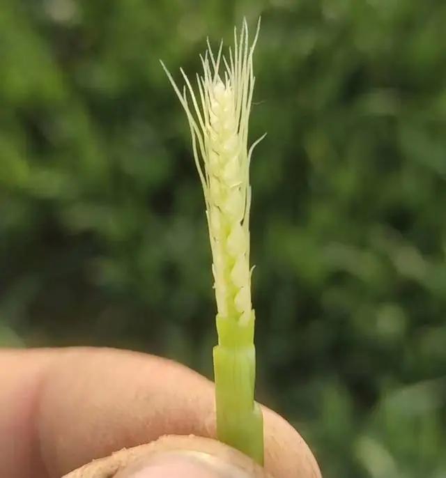 小麦抽穗不正常怎么办,小麦抽穗不齐有的大有的小